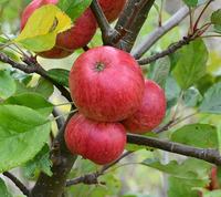 Browns Apple (cider apple)